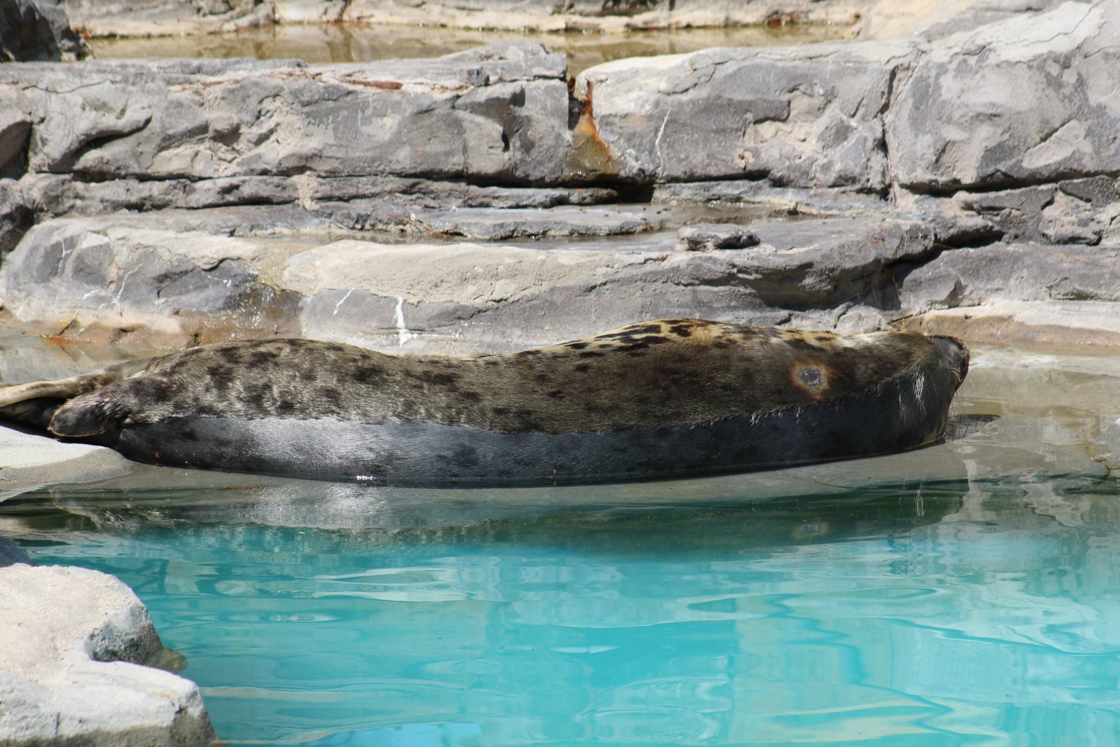 Atlantic Grey Seal