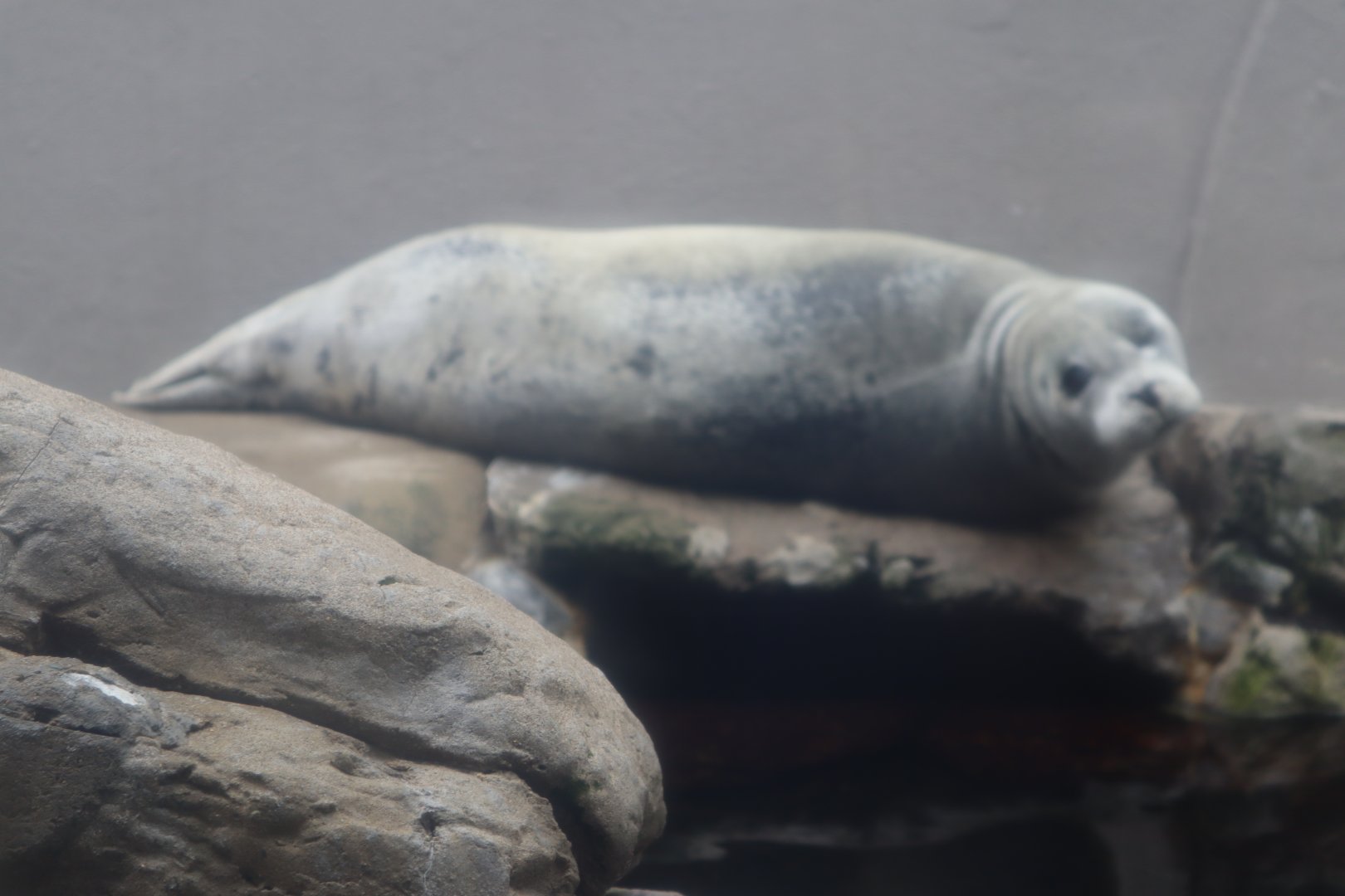 Atlantic Grey Seal