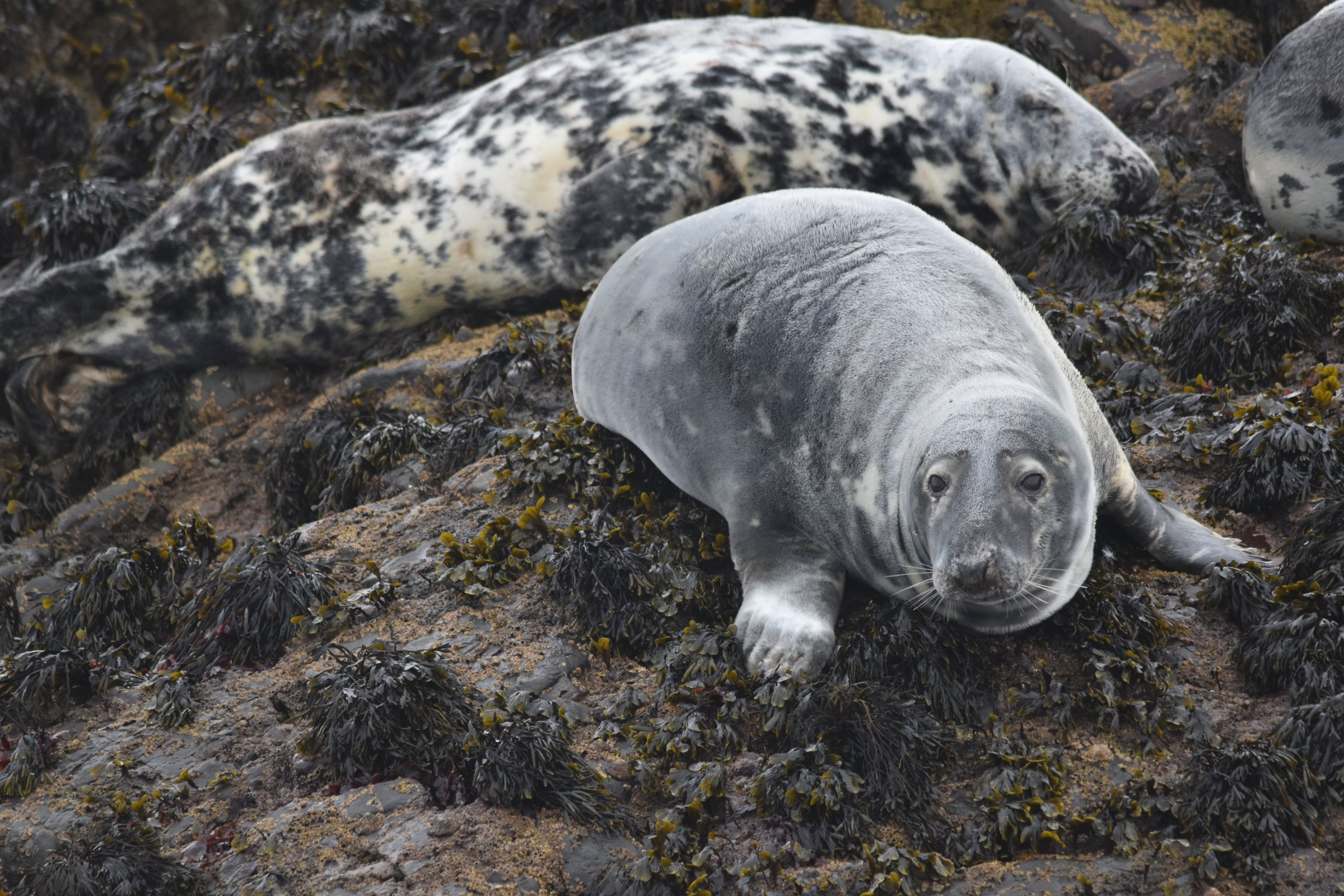 Atlantic Grey Seals, Farne Islands, 8th April 2024