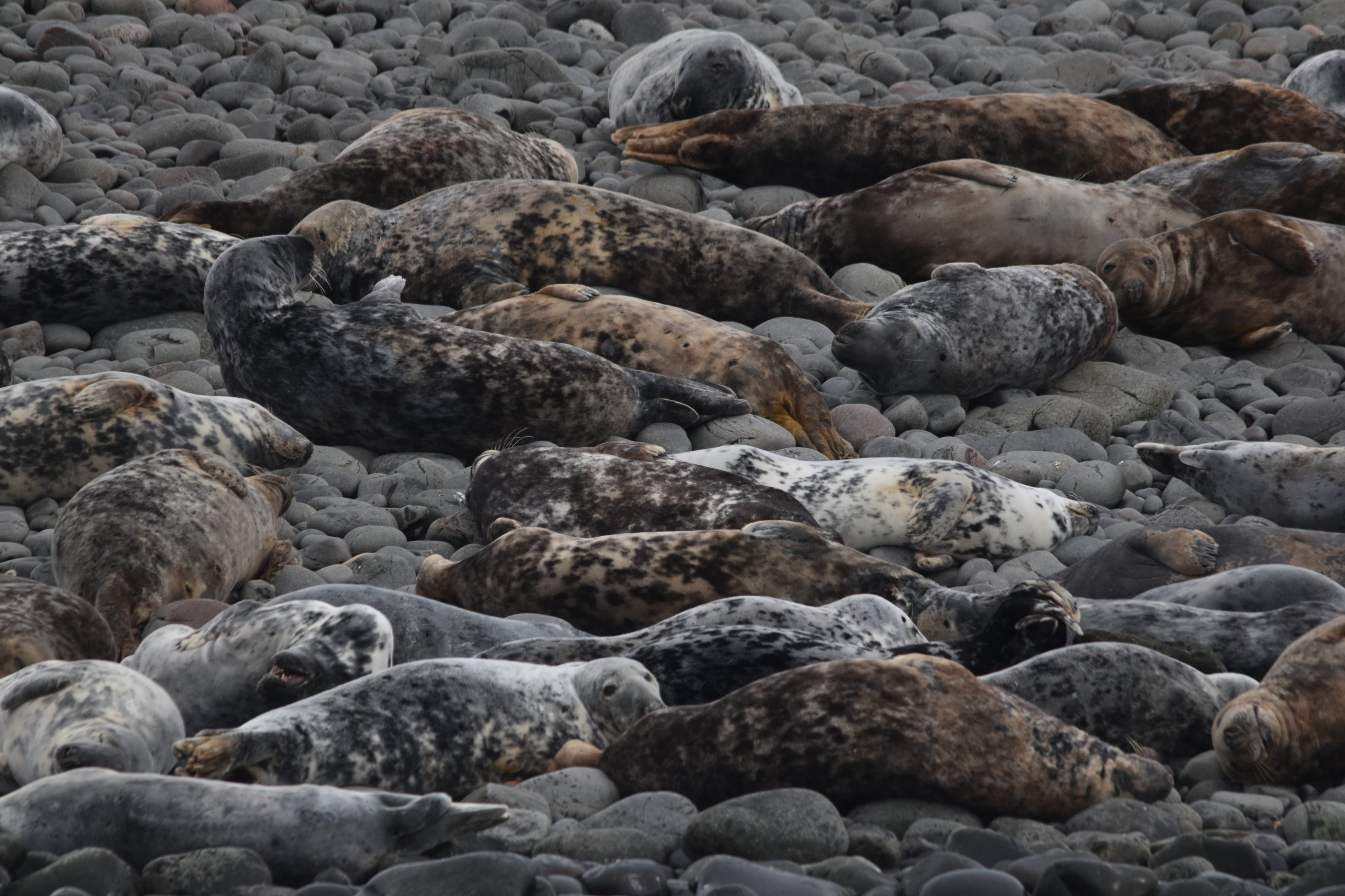 Atlantic Grey Seals, Farne Islands, 8th April 2024