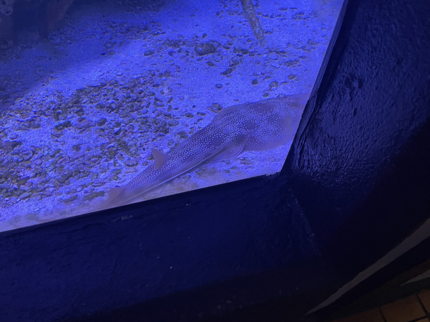 Atlantic guitarfish (1/2/24)