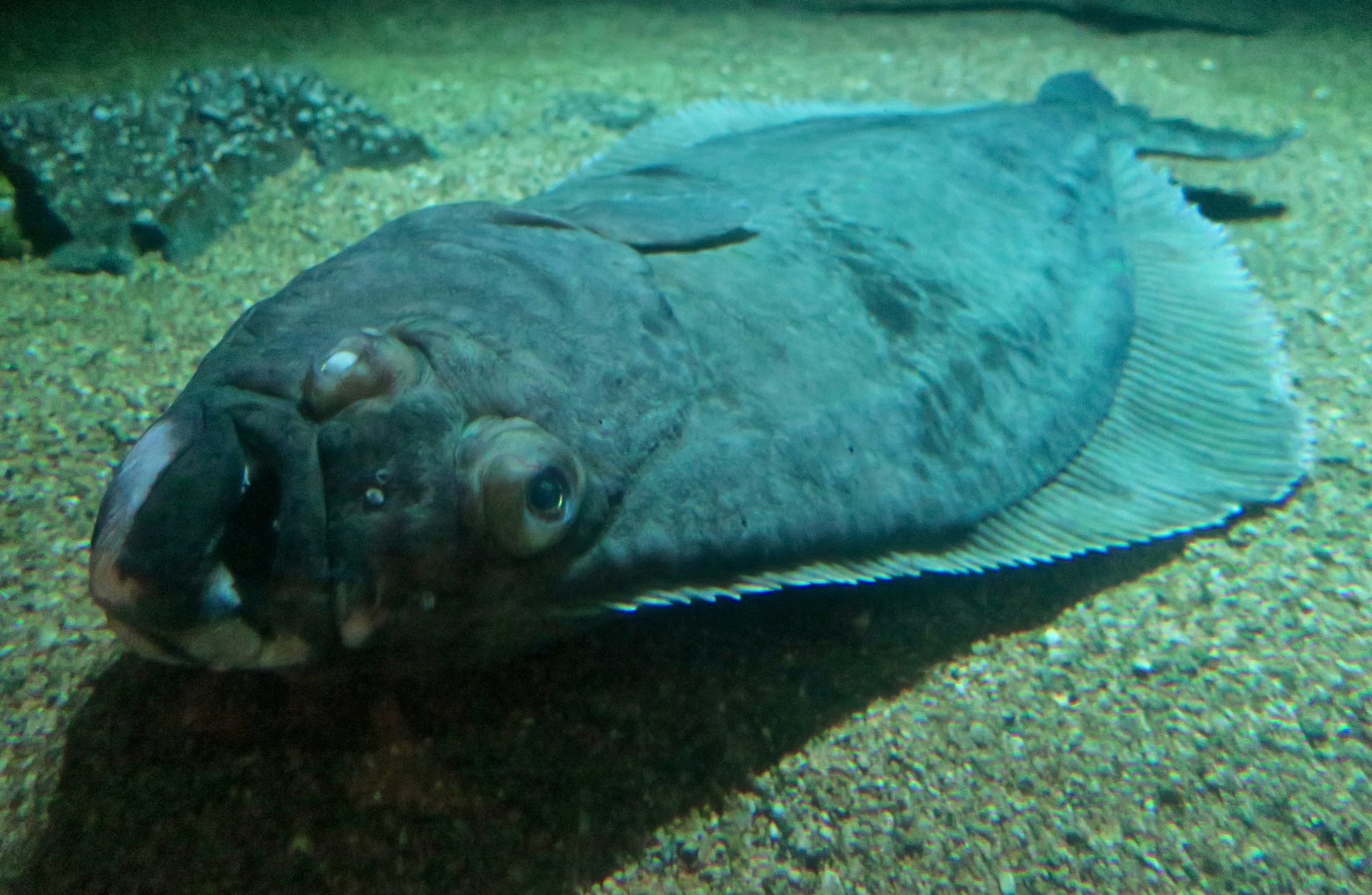 Atlantic Halibut (Hippoglossus hippoglossus)