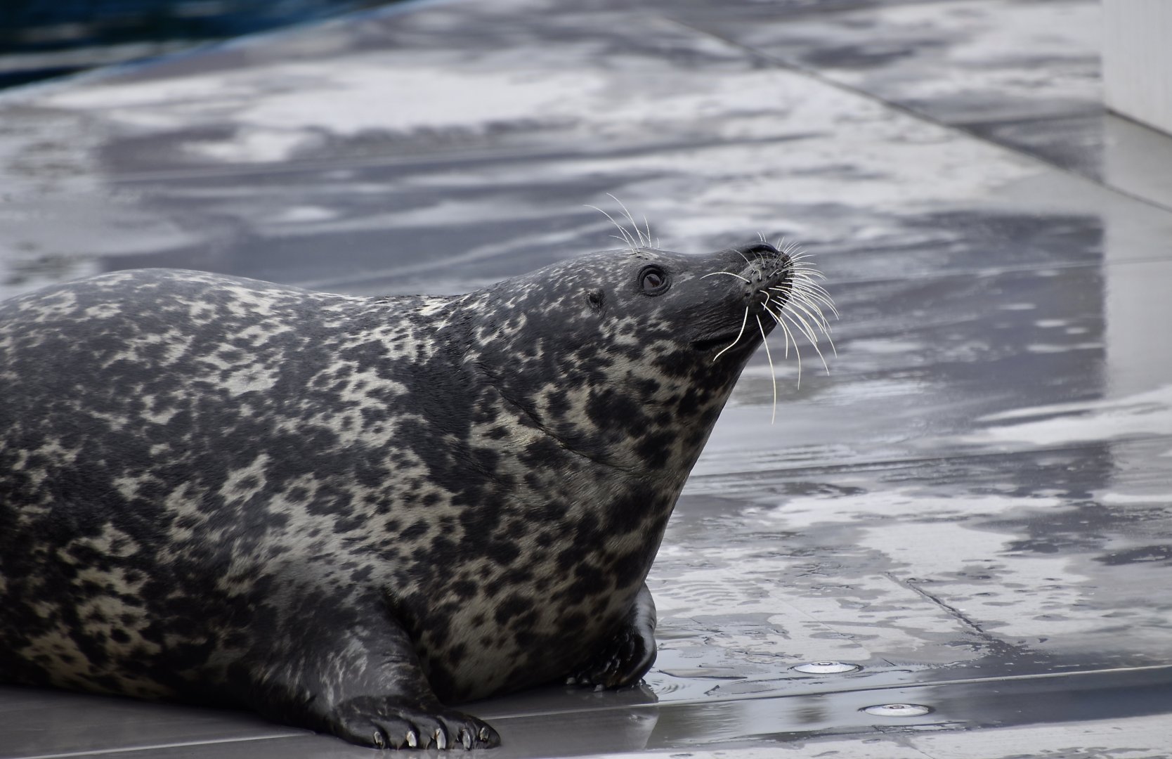 Atlantic Harbor Seal (Phoca vitulina vitulina) - "Pickles"