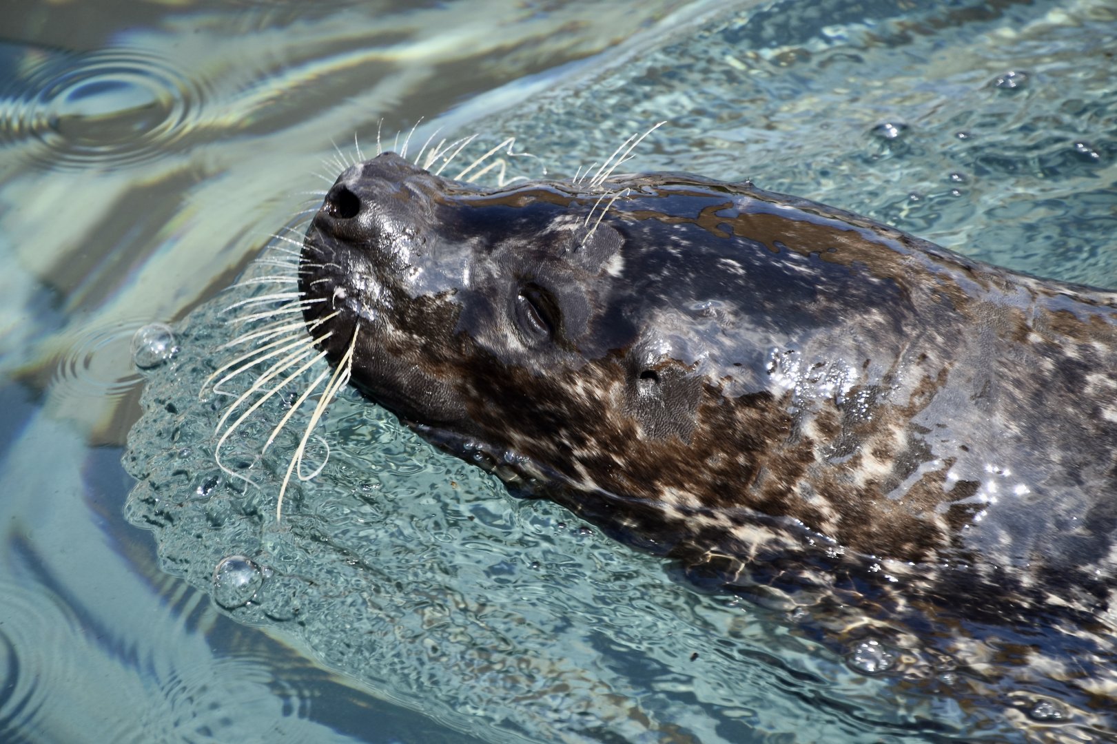 Atlantic Harbor Seal (Phoca vitulina vitulina)