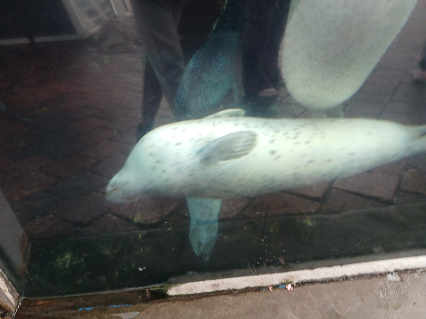 Atlantic Harbor Seal - Seen Jan 29, 2025