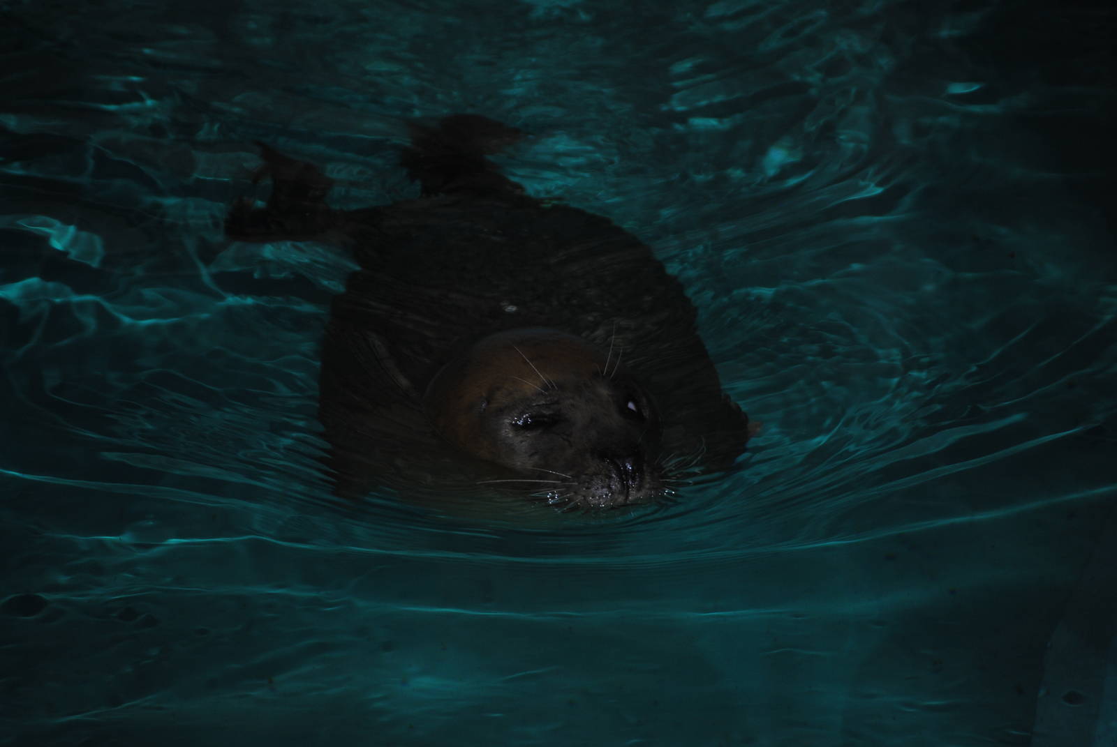 Atlantic Harbor Seal