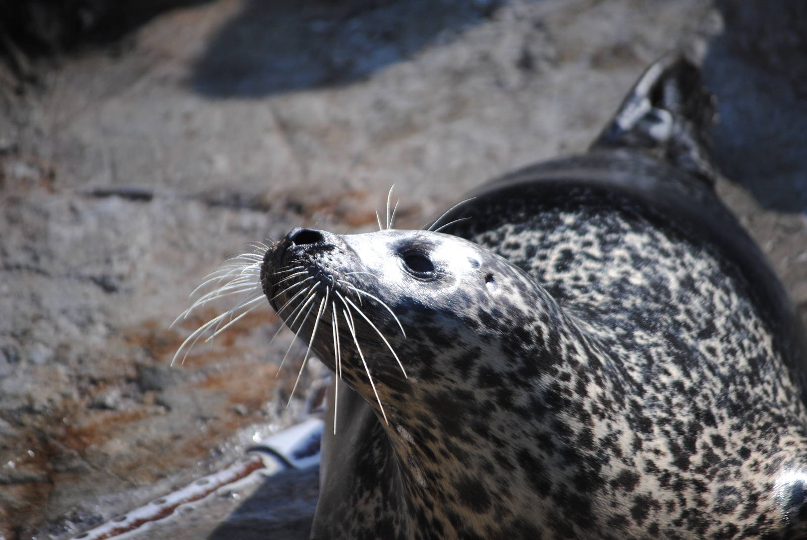 Atlantic Harbor Seal