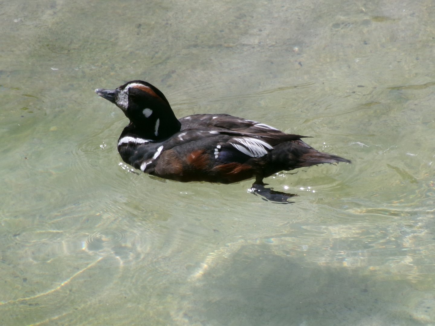 Atlantic harlequin duck
