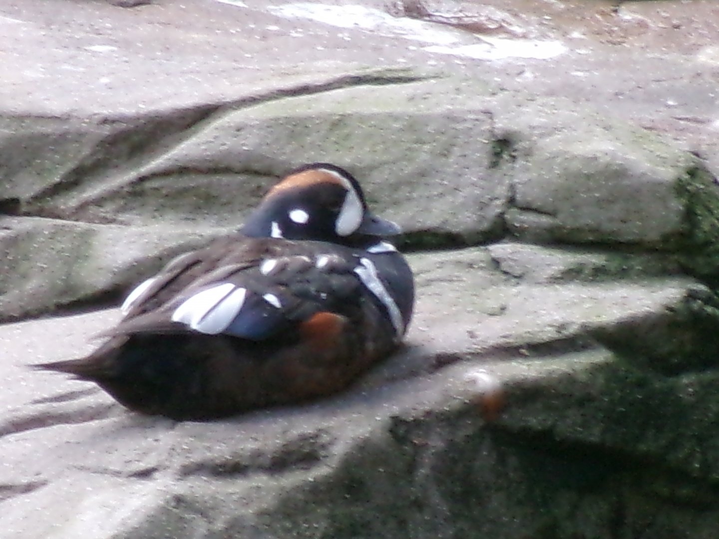 Atlantic harlequin duck
