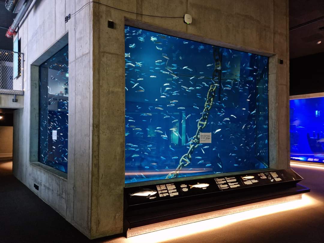 Atlantic herring aquarium, Baltic Sea Science Center