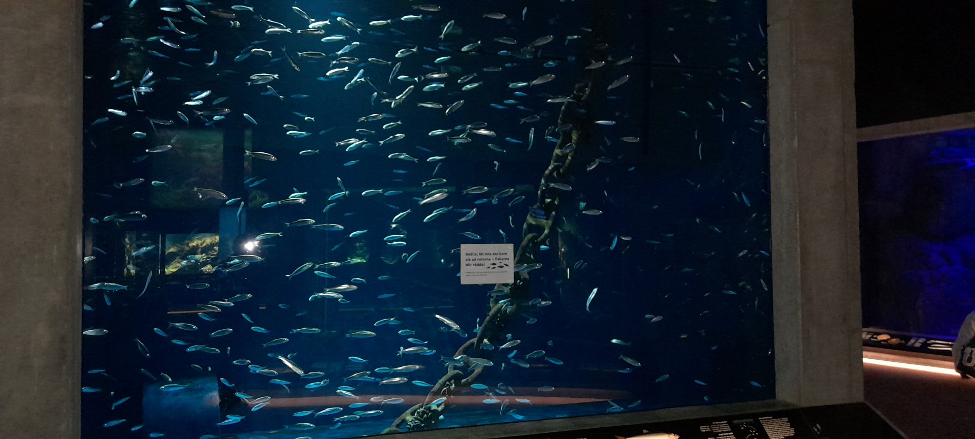 Atlantic herring aquarium