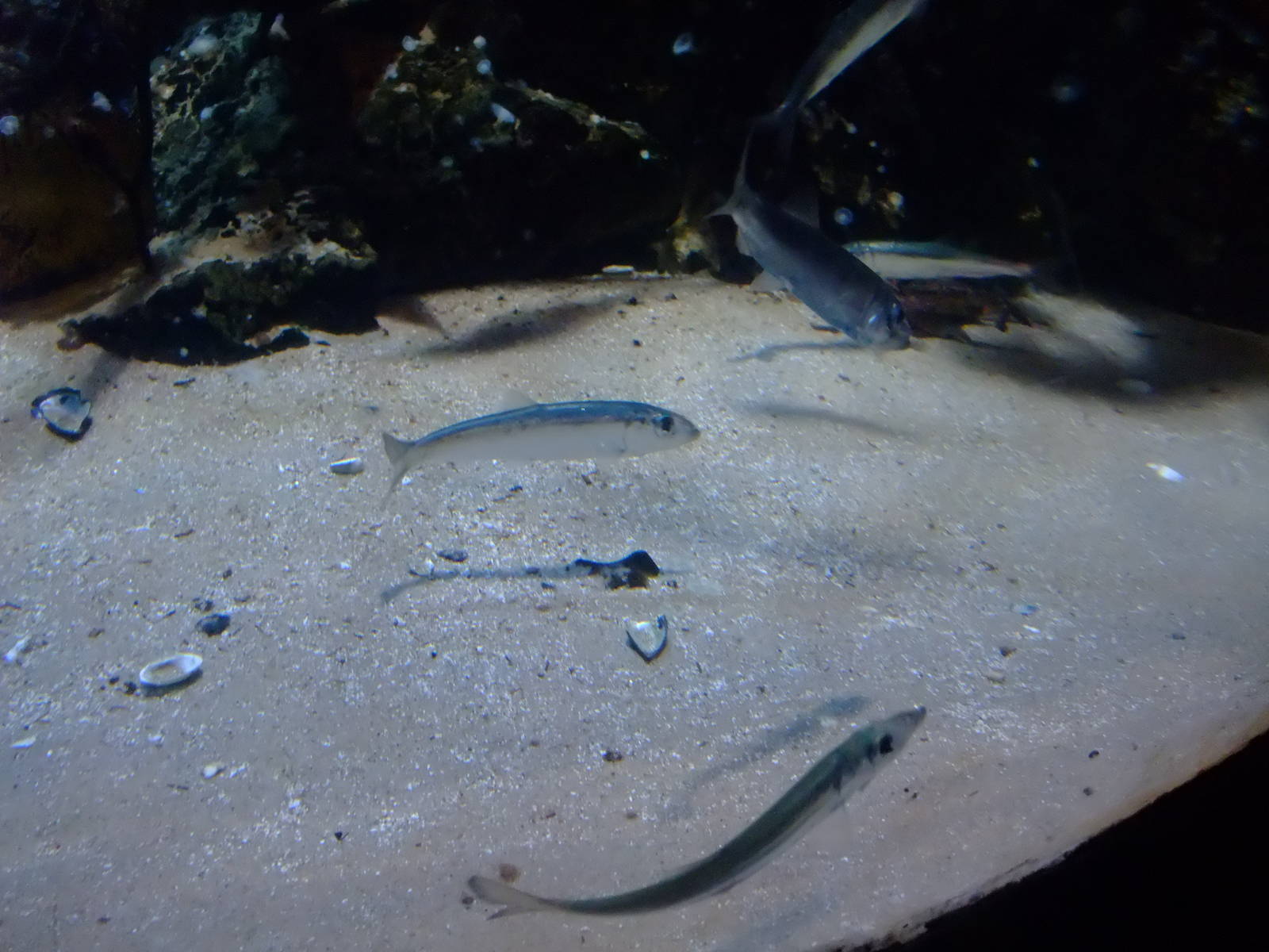 Atlantic Herrings at SLC London, 17/11/11