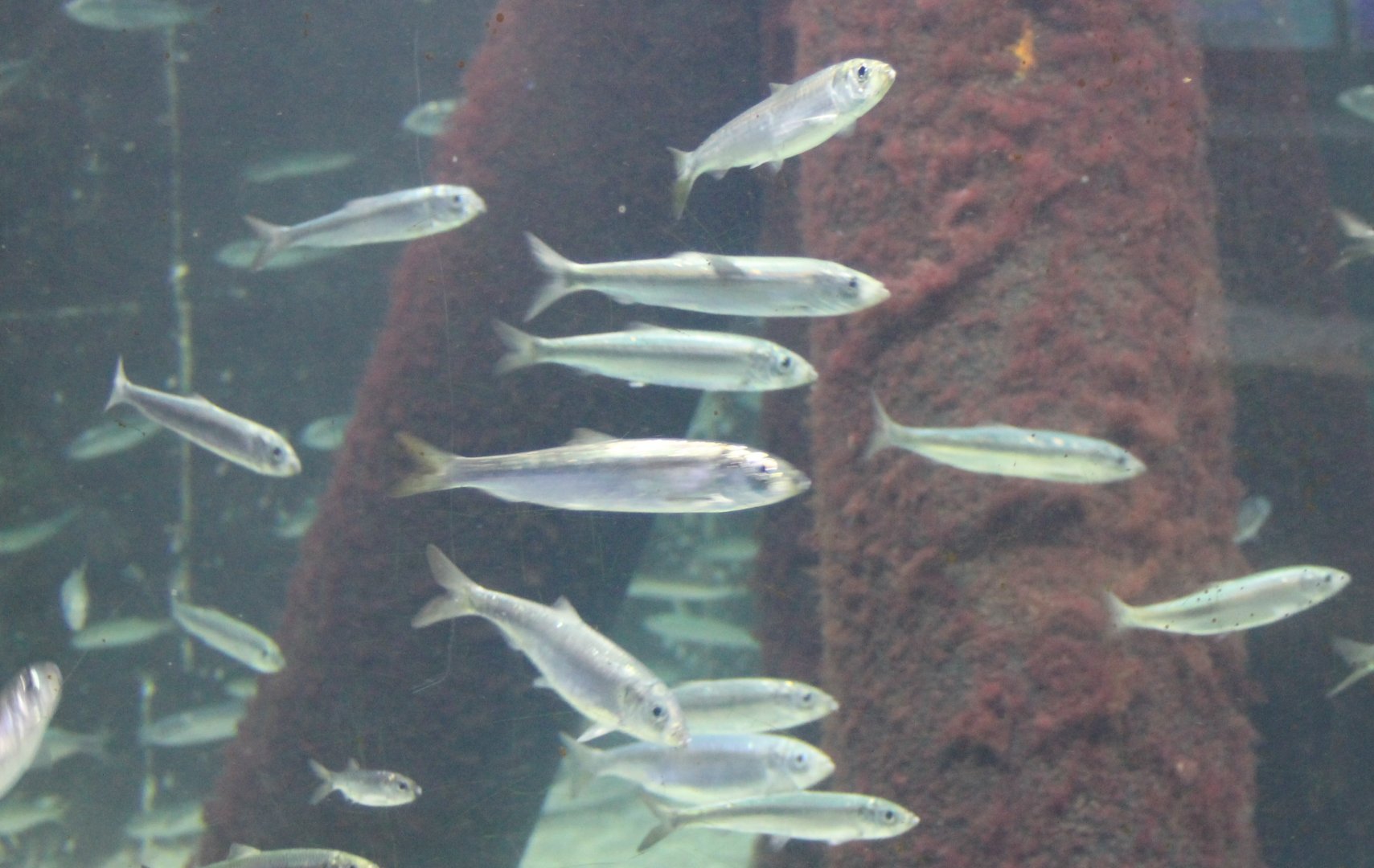 Atlantic herrings - Clupea harengus