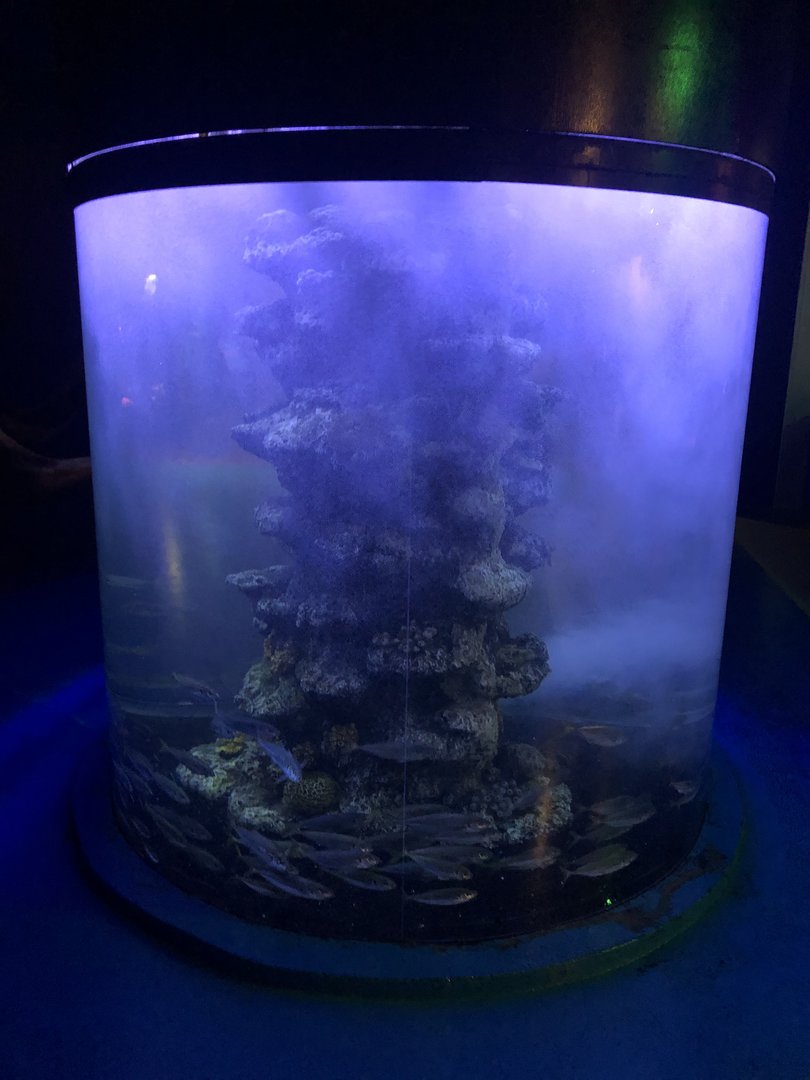 Atlantic horse mackerel at the Emaar aquarium