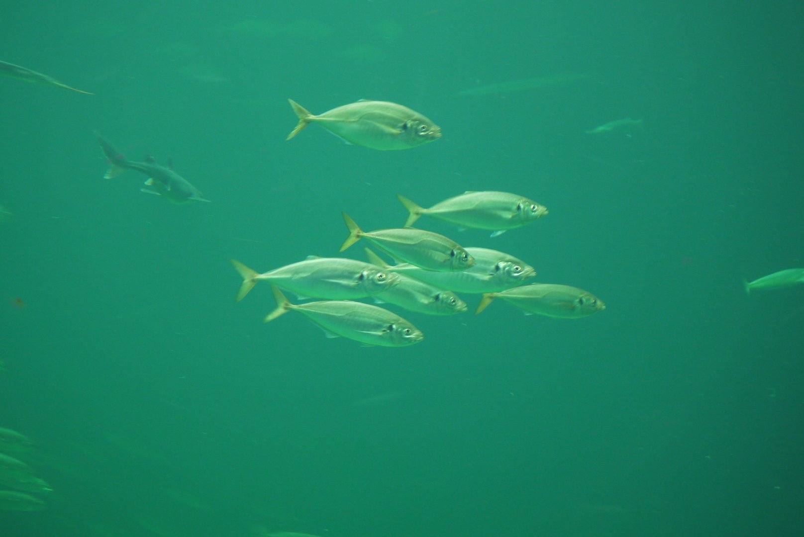 Atlantic Horse Mackerel