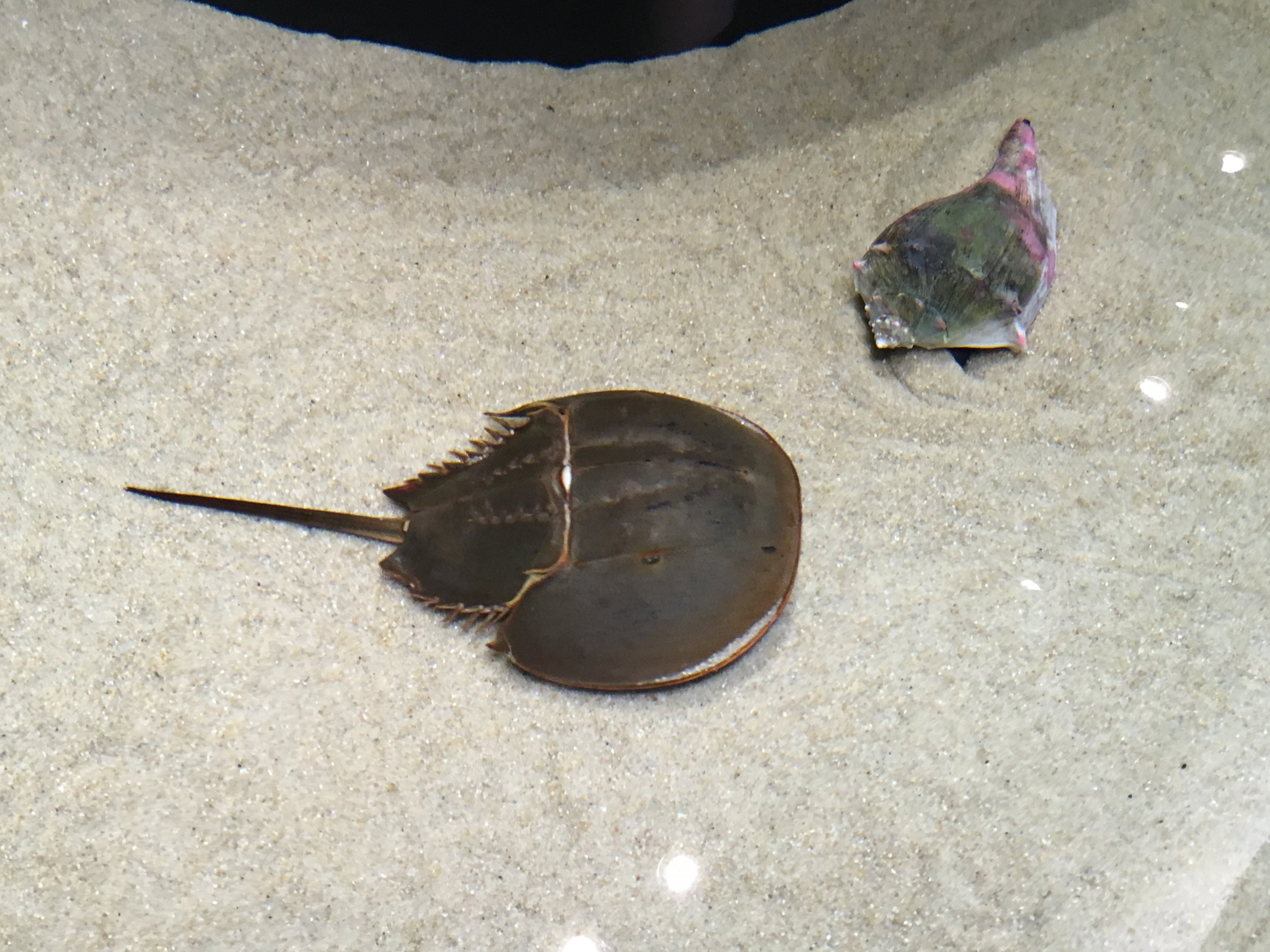 Atlantic Horseshoe Crab (2016)