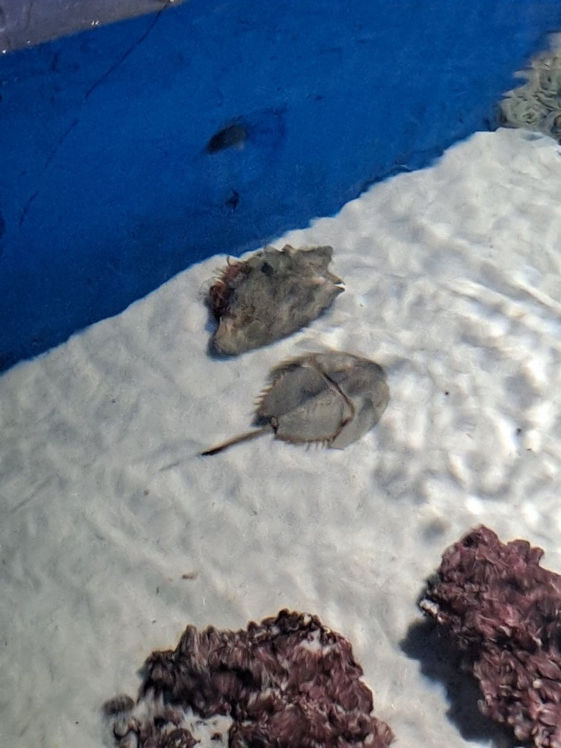Atlantic Horseshoe Crab and massive Hermit Crab (4/19/25)