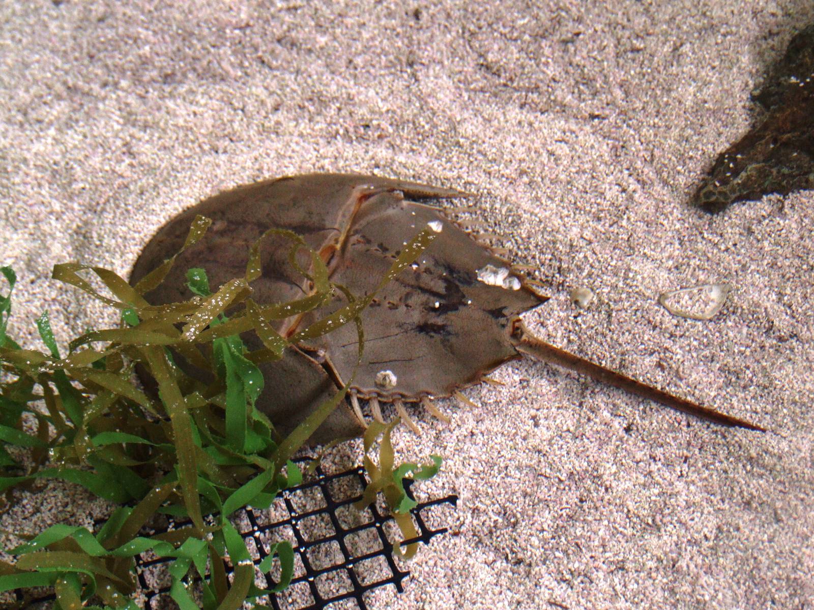 Atlantic Horseshoe Crab at Mote, 07/10/13