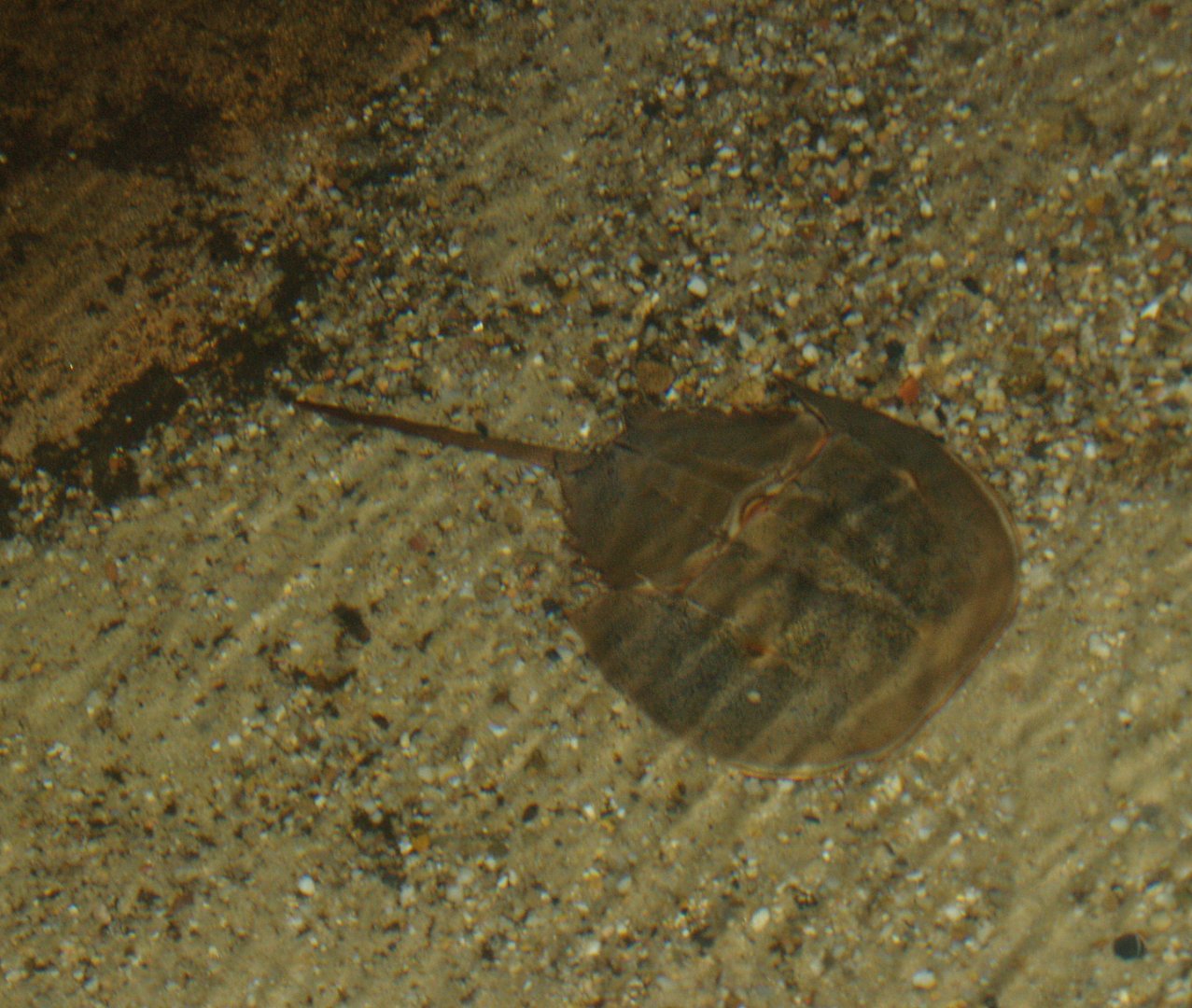 Atlantic horseshoe crab (Limulus polyphemus), 2006-07-08
