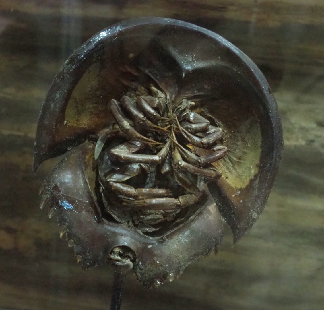 Atlantic horseshoe crab (Limulus polyphemus) specimen, 2022-05-17