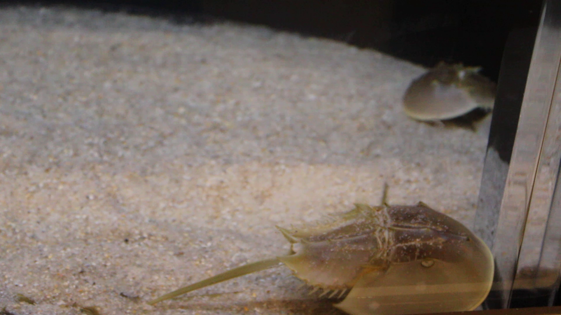 Atlantic horseshoe crab (Limulus polyphemus)