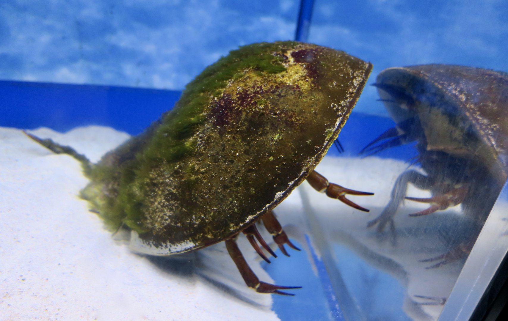 Atlantic Horseshoe Crab (Limulus polyphemus)