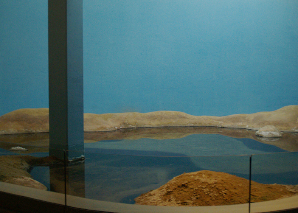 Atlantic horseshoe crab pond in the Biochron, 2006-07-08