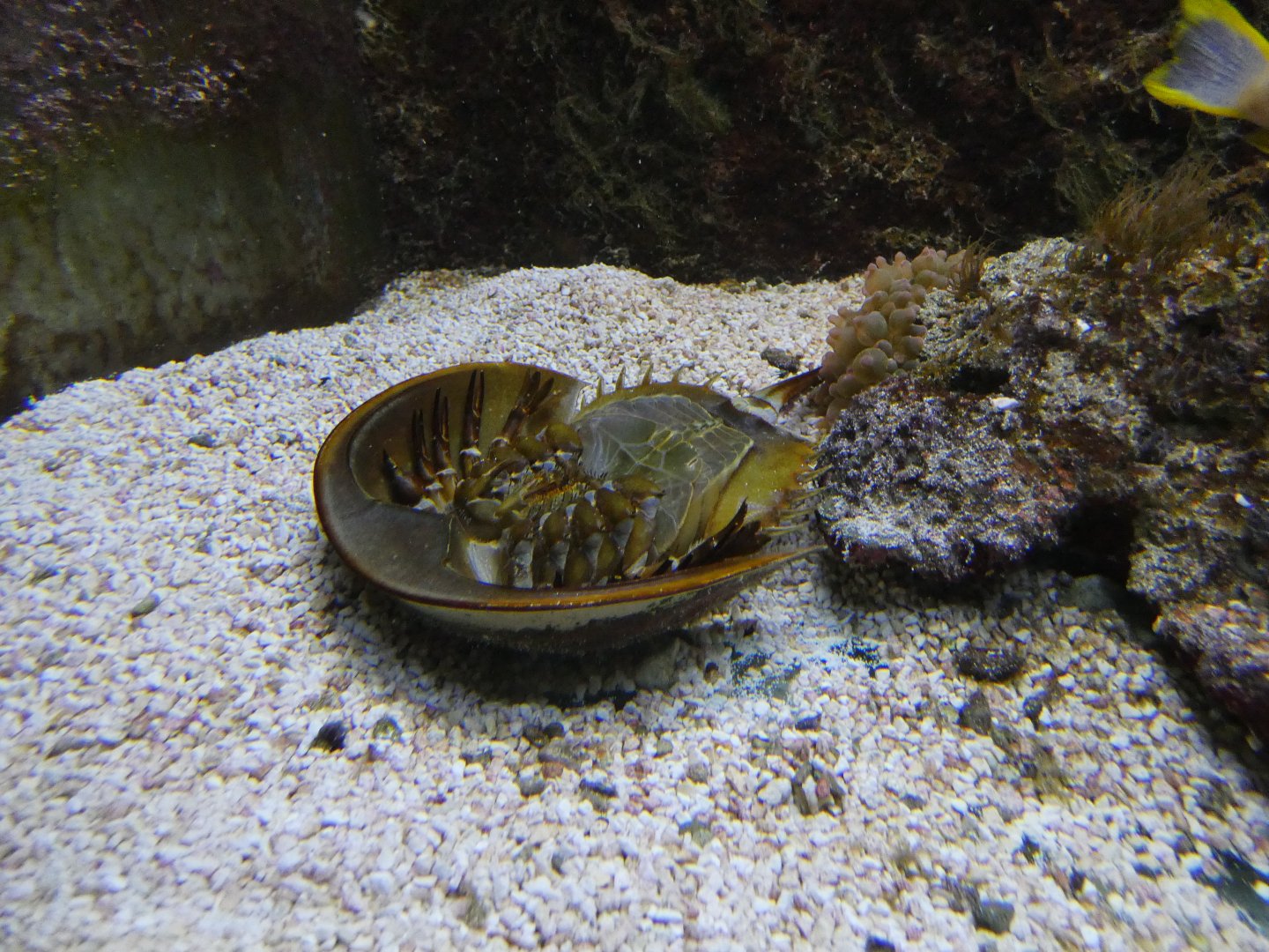 Atlantic horseshoe crab upside down