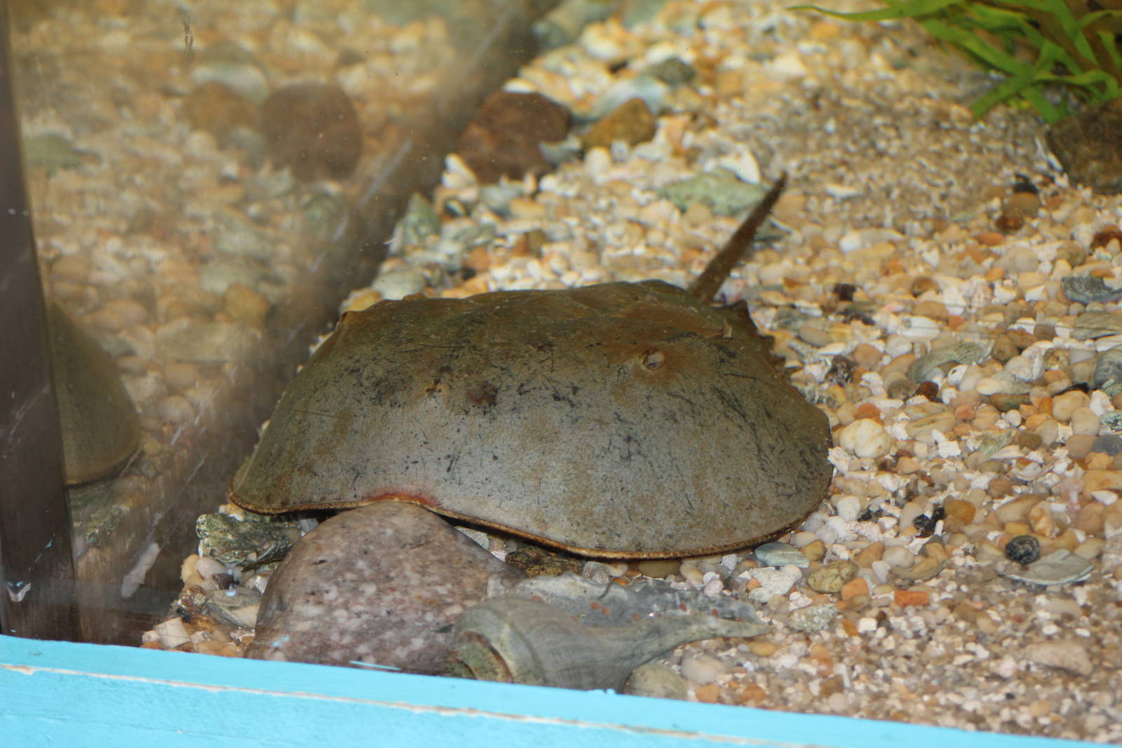 Atlantic Horseshoe Crab