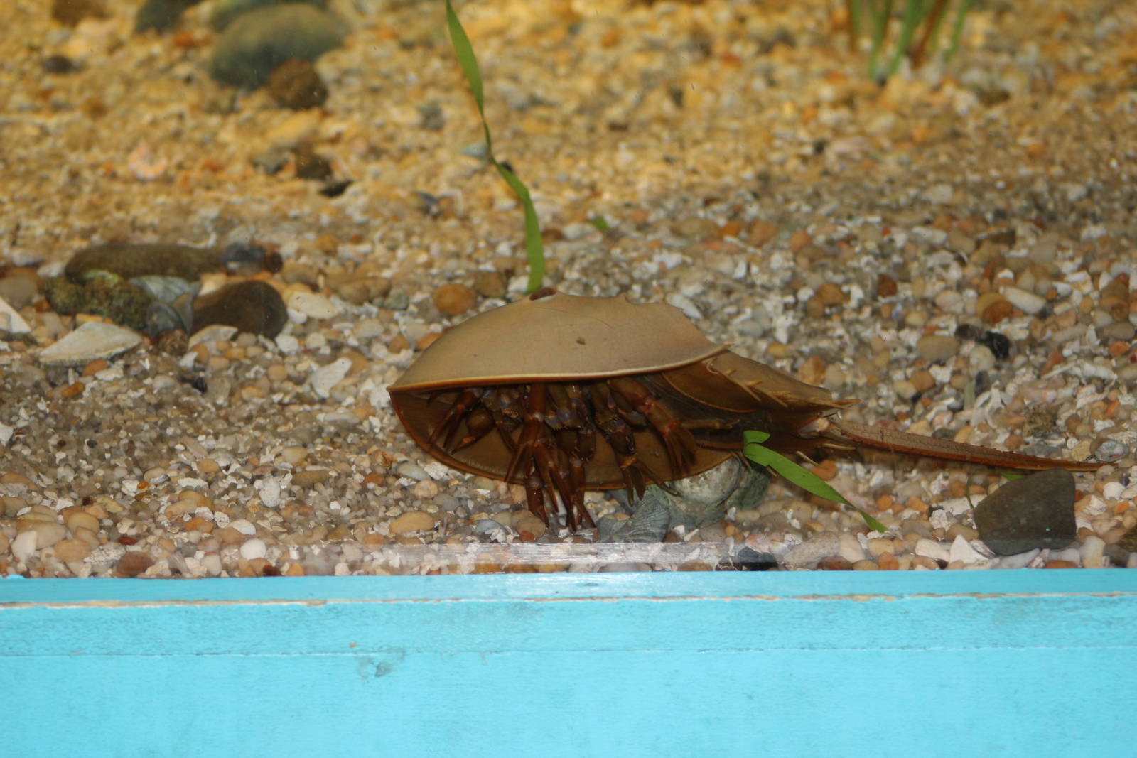 Atlantic Horseshoe Crab