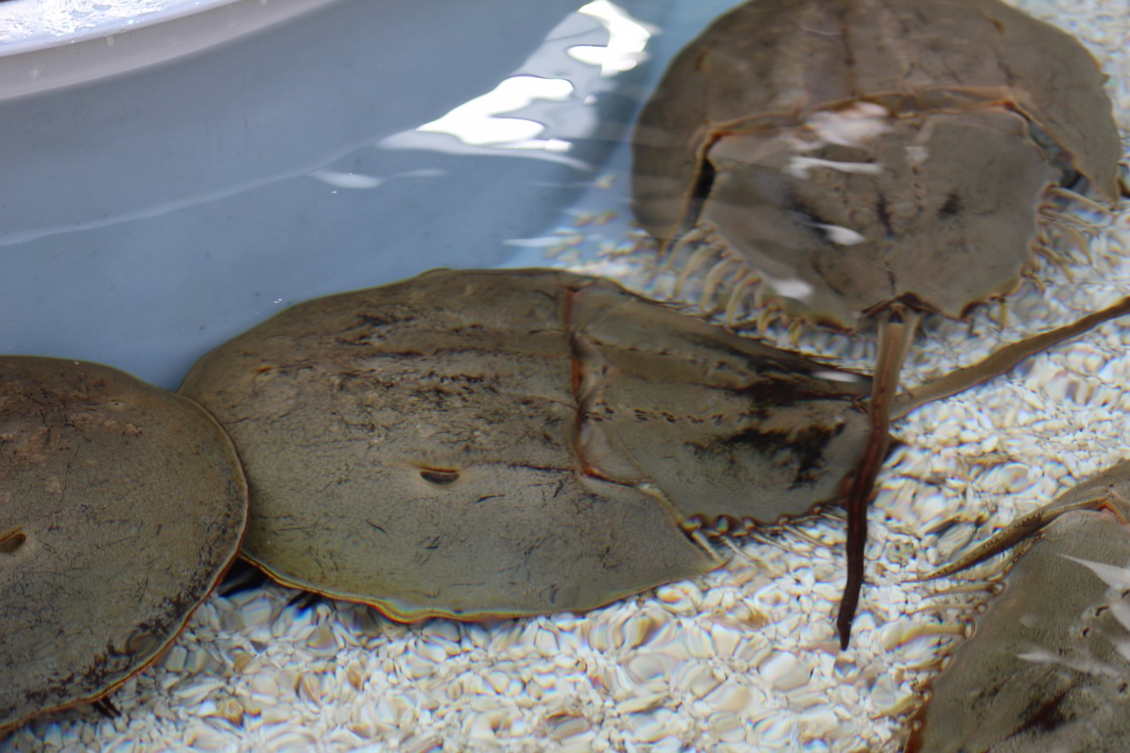 Atlantic Horseshoe Crab