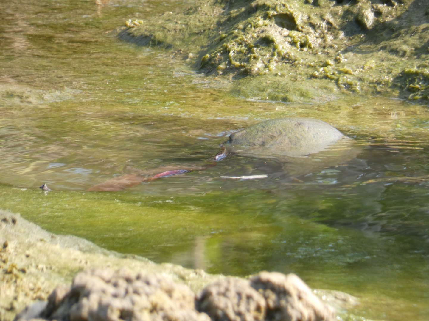 Atlantic Horseshoe Crab