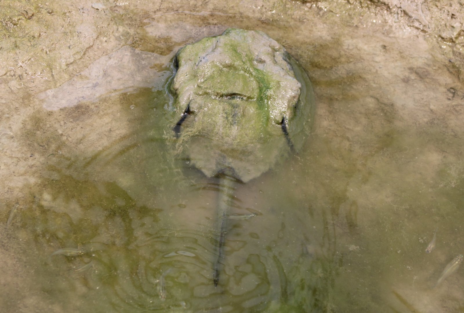 Atlantic horseshoe crab