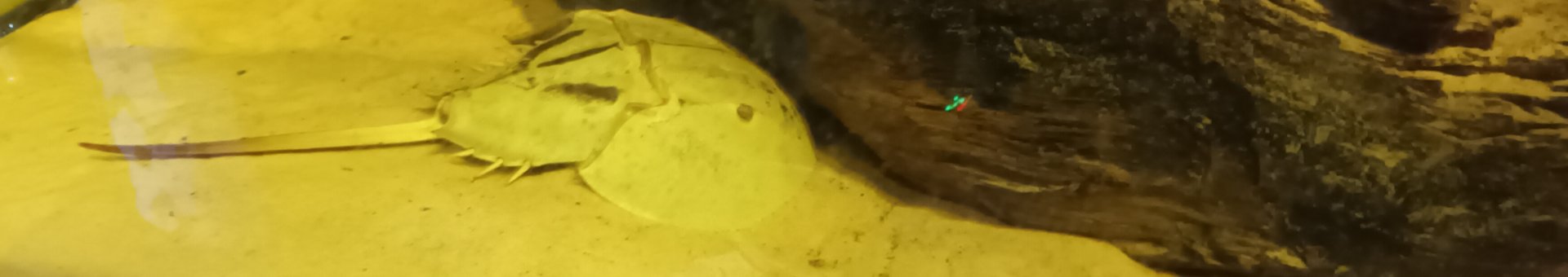 Atlantic Horseshoe Crab