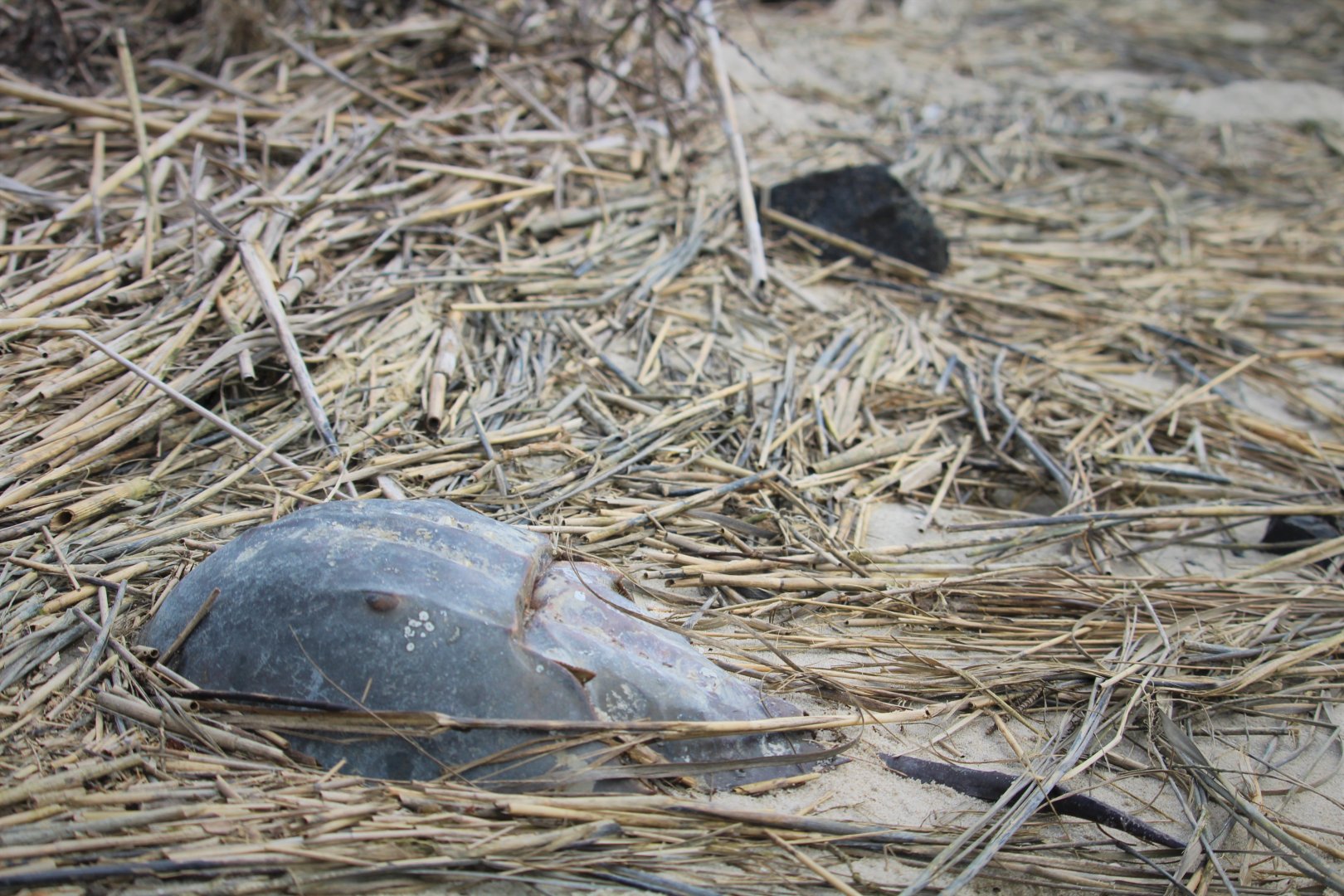 Atlantic Horseshoe Crab