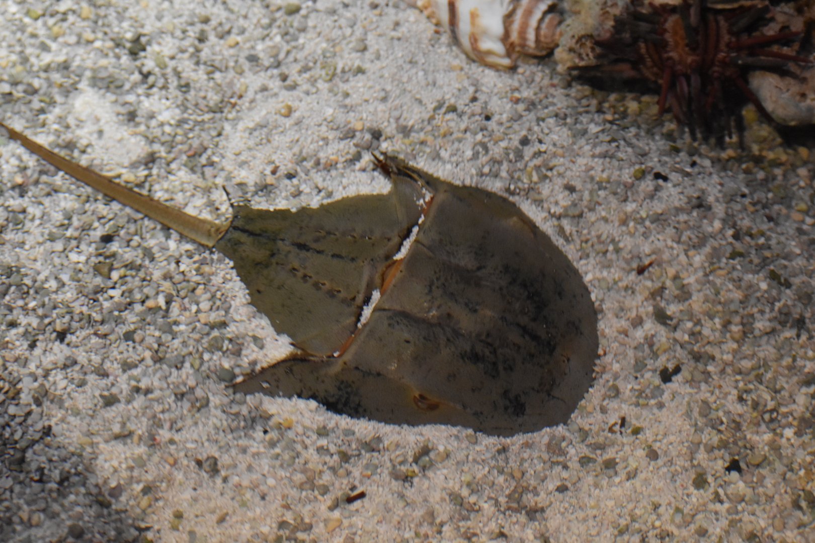 Atlantic Horseshoe Crab