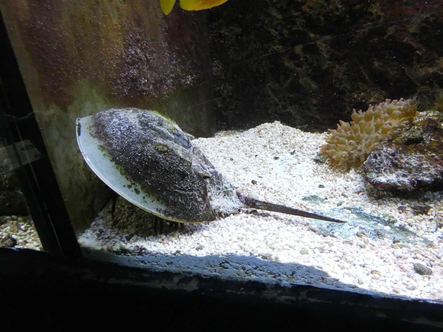 Atlantic horseshoe crab