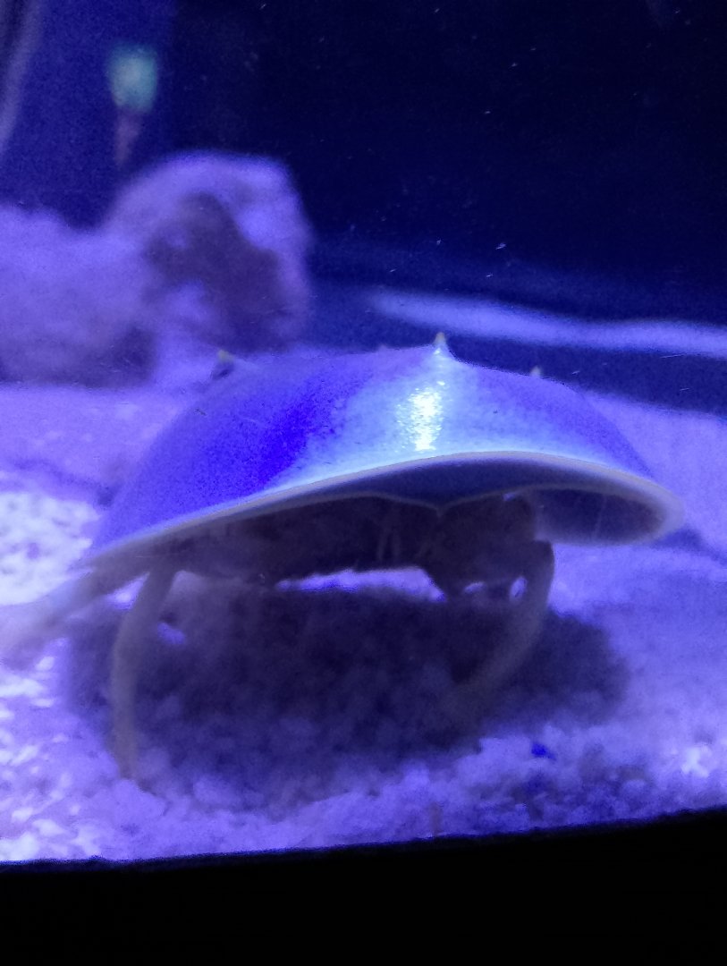 Atlantic horseshoe crab