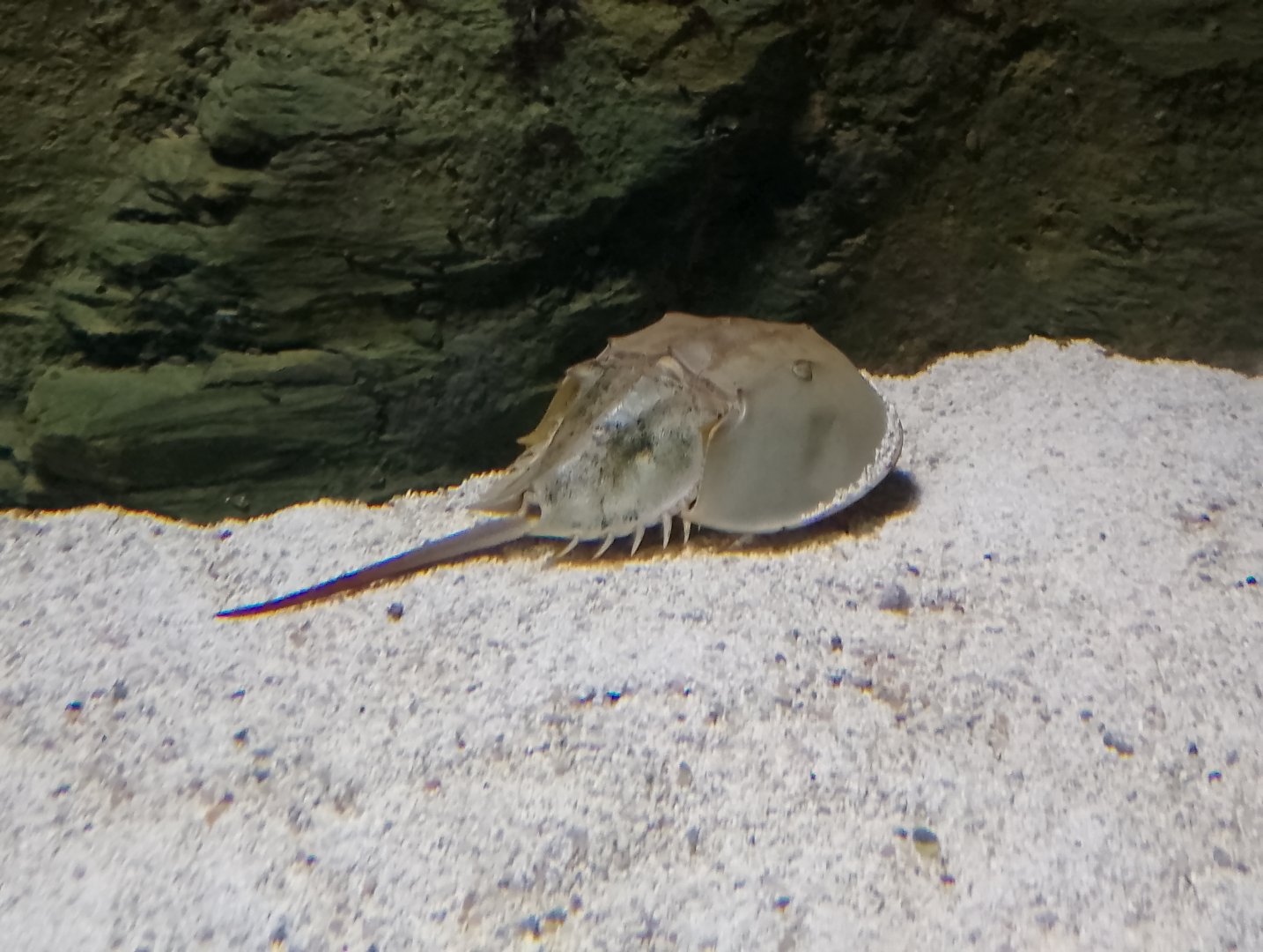 Atlantic horseshoe crab