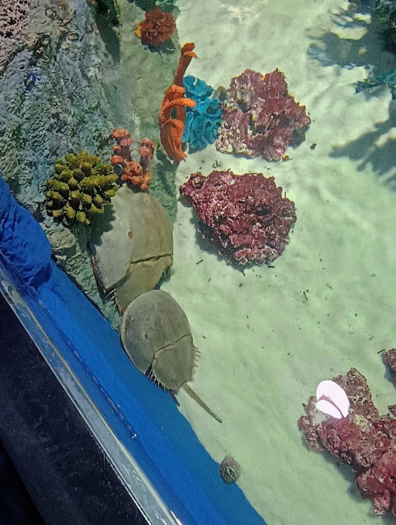 Atlantic Horseshoe Crabs (6/21/25)