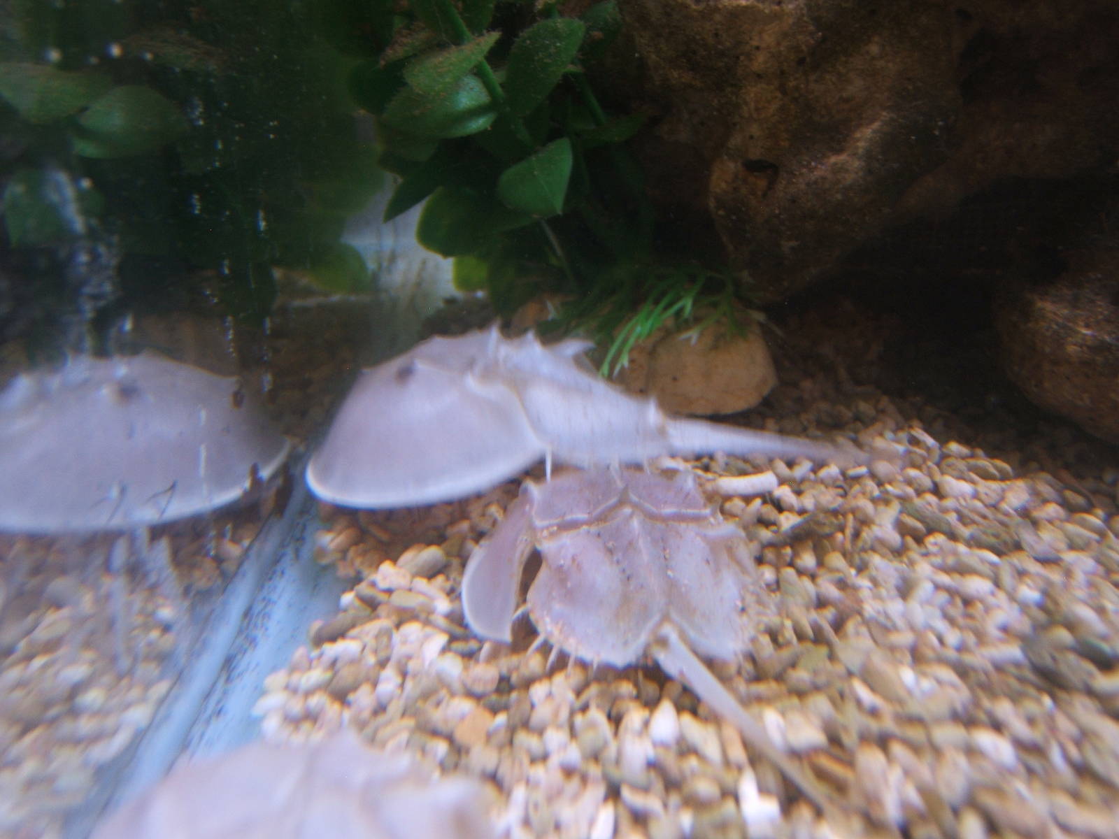 Atlantic Horseshoe Crabs