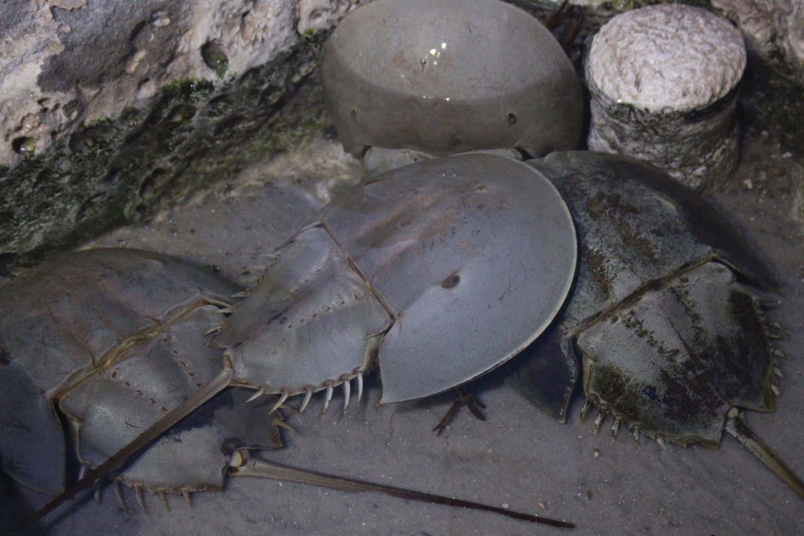 Atlantic Horseshoe Crabs
