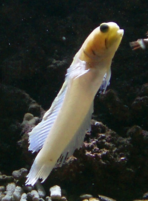 Atlantic Jawfish (Opisthognathus aurifrons)