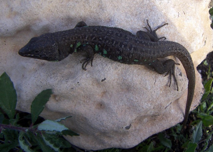 Atlantic Lizard (Gallotia atlantica)