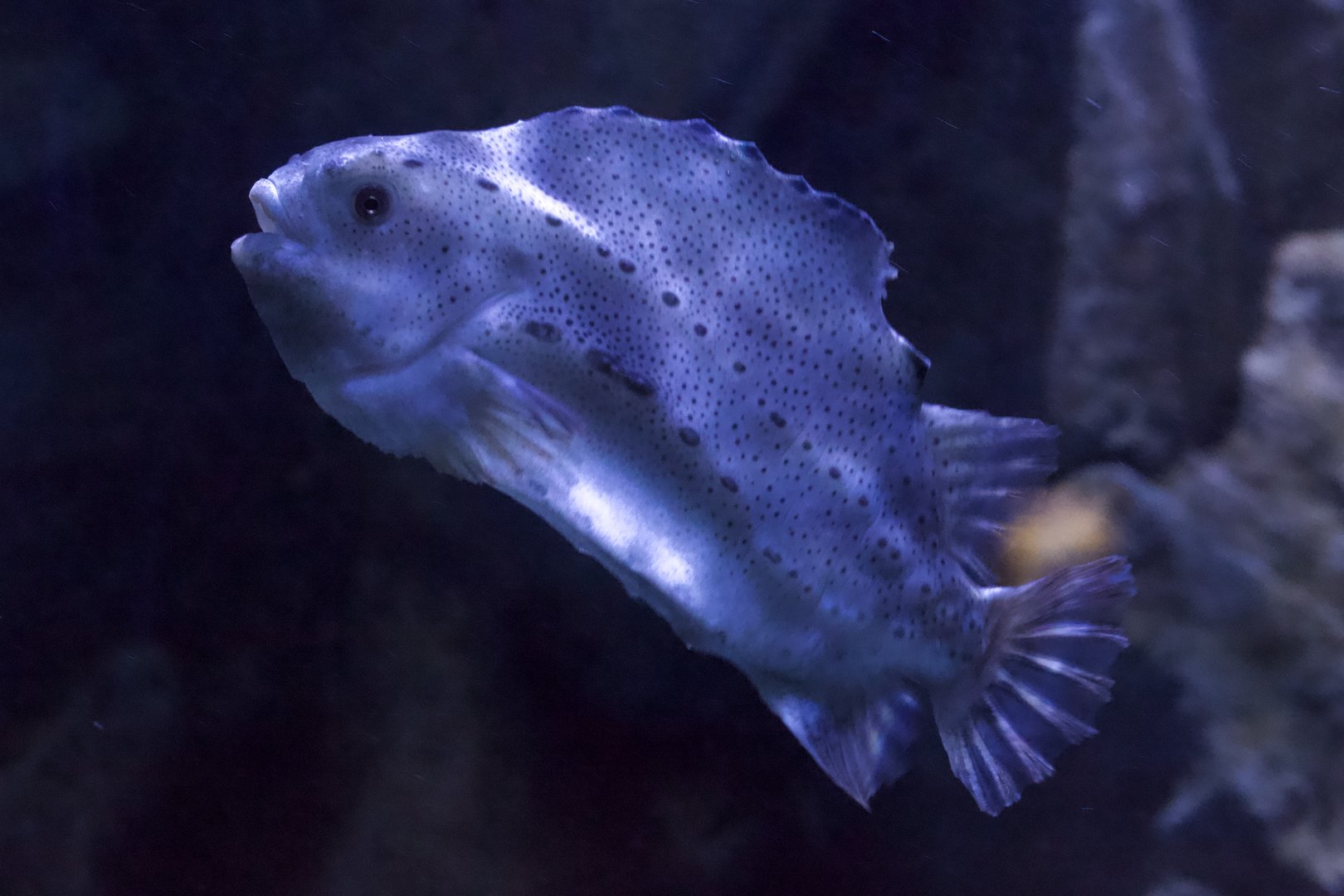 Atlantic Lumpfish/ Cyclopterus lumpus