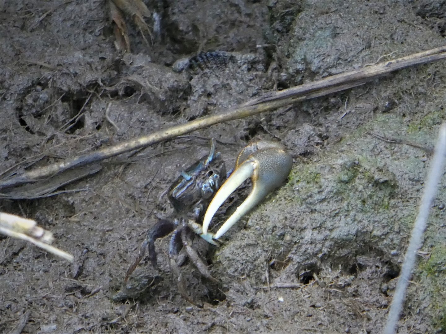 Atlantic Marsh Fiddler Crab