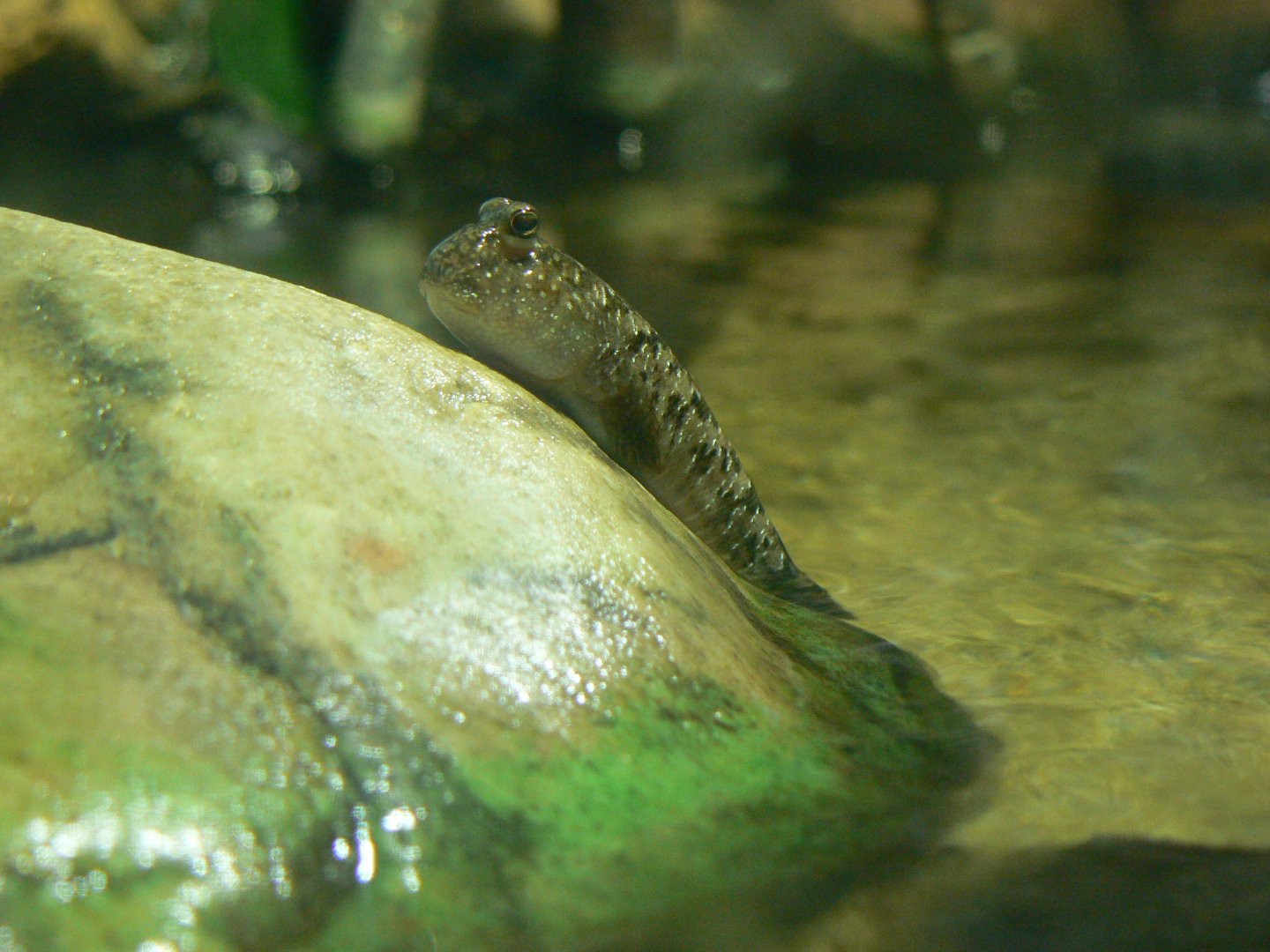 Atlantic Mudskipper - 1 December 2016