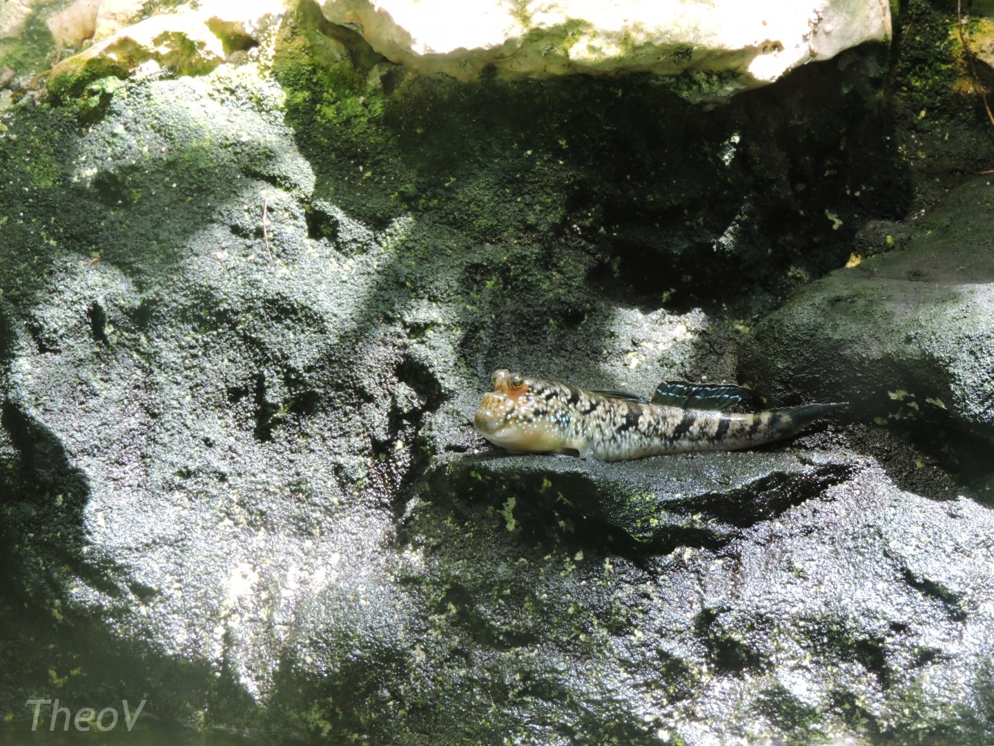 Atlantic mudskipper [2017]