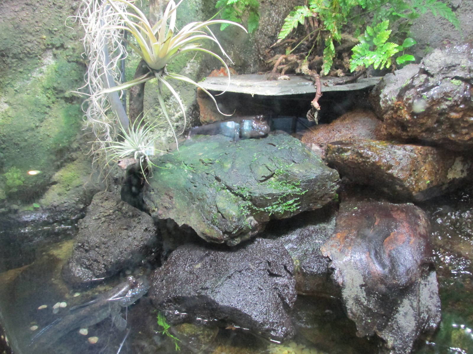 atlantic mudskipper barcelona aquarium