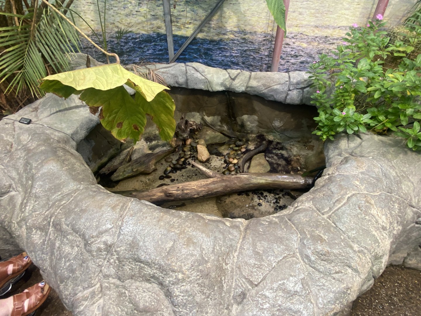 Atlantic mudskipper exhibit 050924